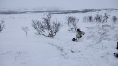 Bilde fra Halkavarre skytefelt i Finnmark. En svensk soldat gjør klar telt på en observasjonspost. Snø, vidde og busker i bakgrunnen.