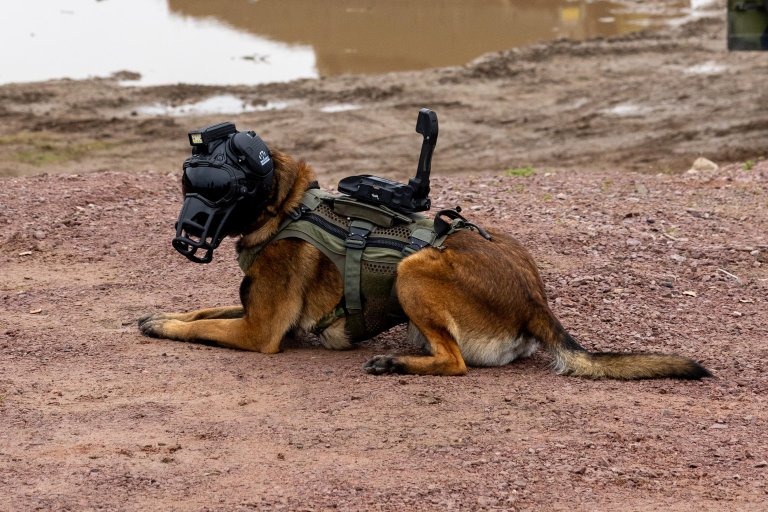 Hund med hjelm og kamera.