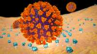 Illustrasjon av et SARS-CoV-2 virus som binder seg til ACE2 reseptorer på en celle i menneskekroppen. Dette er første stadium i en Covid-19 infeksjon.  
