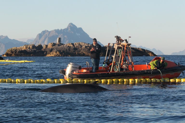 Forsker Petter Kvadsheim observerer en fagnet vågehval i Lofoten.