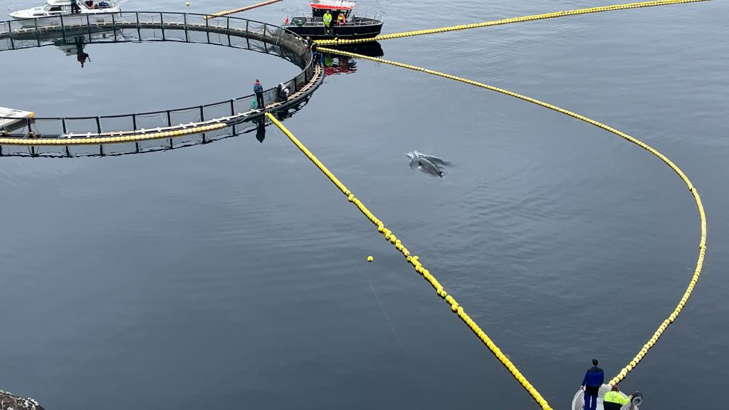 Fra fangst av vågehval under et forskningprosjekt i Lofoten 2022. Målet var å finne ut hva slags lyder bardehvaler oppfatter.