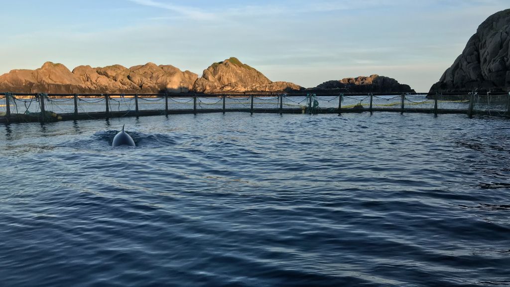 En ung vågehval svømmer rundt i en laksemerd i Lofoten. Dette er den første levende bardehvalen som er fanget. Forskningsprosjekt.