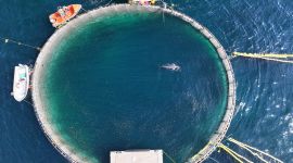 Dronefoto av laksemerden som ble brukt i forskningsprosjektet som skulle måle hvilke lyder vågehvaler oppfatter. Inne i merden ser vi en vågehval og en diger sildestim.
