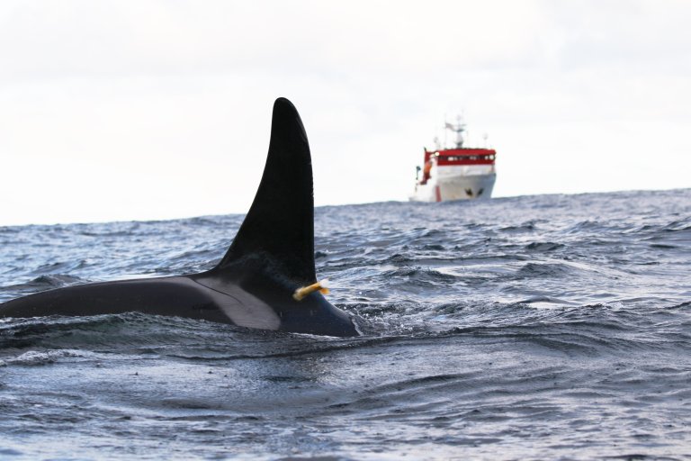 vi ser finnen på en spekkhogger som stikker opp av havet. på finnen sitter en liten satelittsender