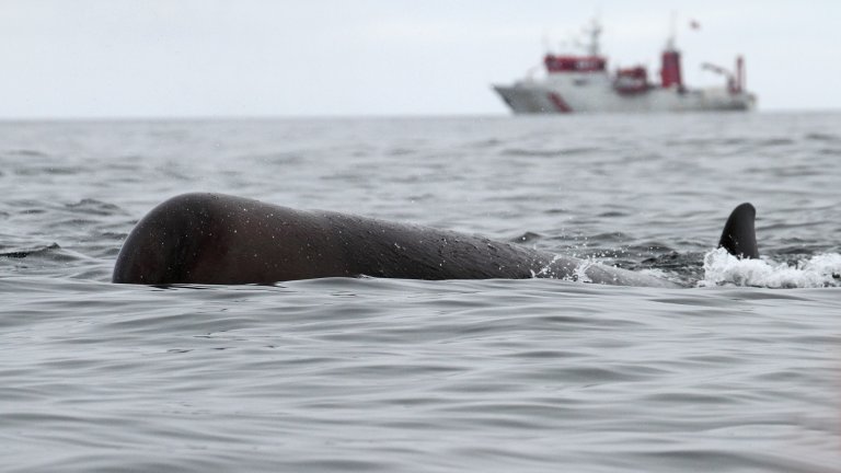 Nebbhval i vann med skip i bakgrunnen