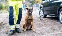 Spesialtrent hund, klar til å lete etter spregstoff på byggeplass