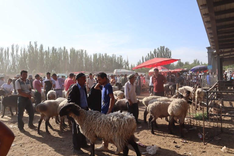 Et marked i Kina med blant annet levende sauer.