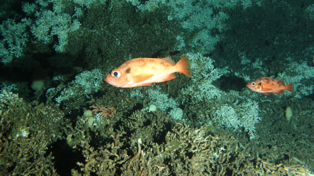 Nodene gir også bilder fra de spesielle korallrevene utenfor Lofoten og Vesterålen.