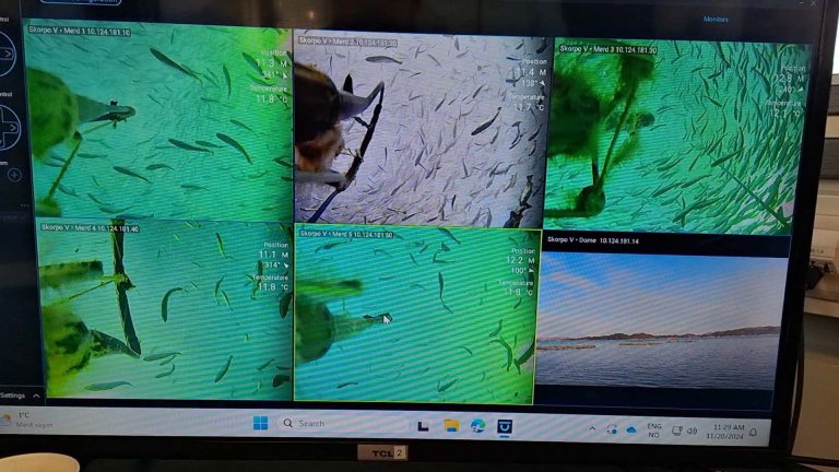 Undervassbilder frå Korsfjorden viser symjande fisk.