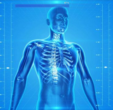 Illustrasjon av øverste halvdel av et menneske hvor skjelettet er synlig.