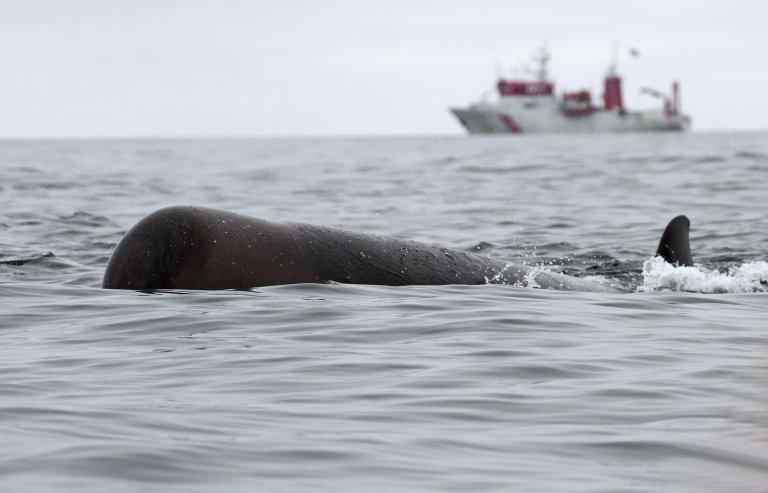 Forskingsskipet «H.U. Sverdrup II» fotografert ved Jan Mayen i 2013. Der studerte forskarane nebbkvalens reaksjonar på sonar.