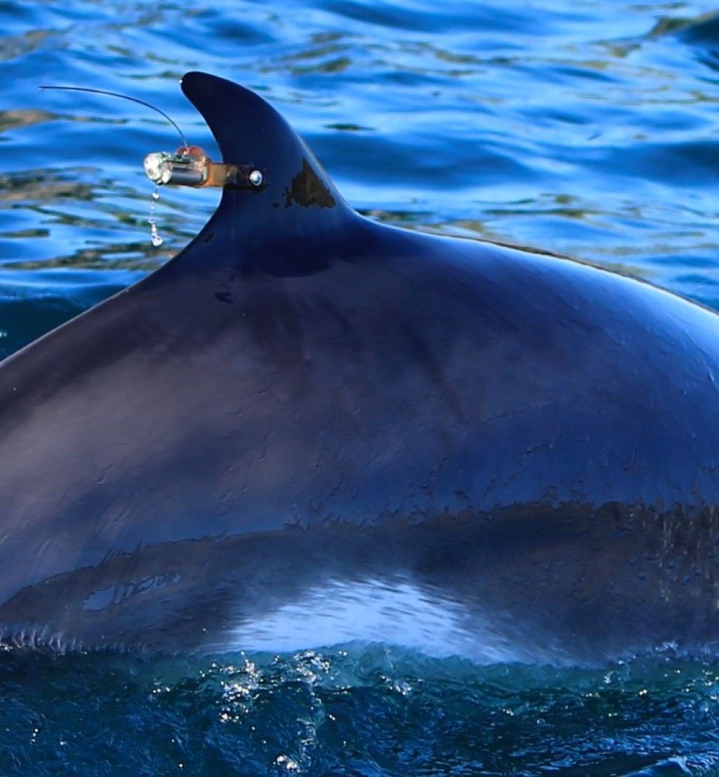 Close up of a baleen whale. A satellite tag is visible attached to the animals dorsal fin.