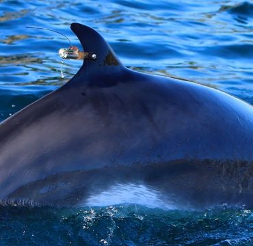 Close up of a baleen whale. A satellite tag is visible attached to the animals dorsal fin.