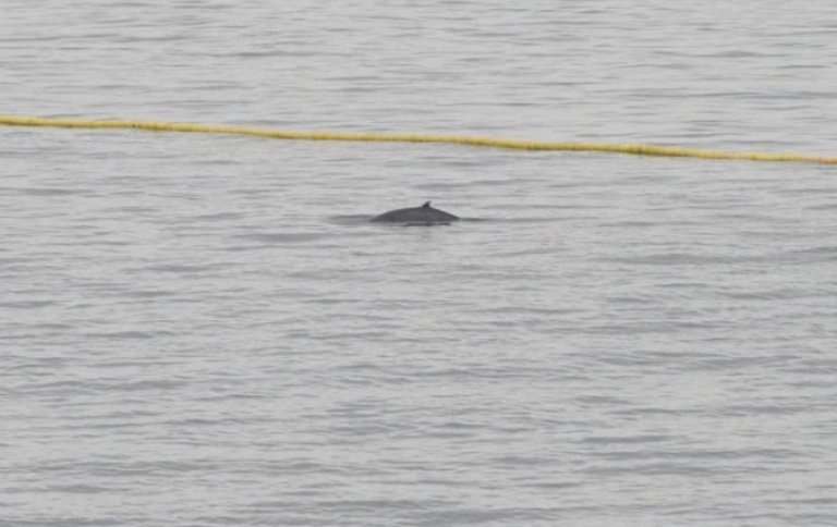Minke whale coming up for air.