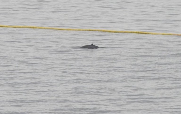 Minke whale coming up for air.