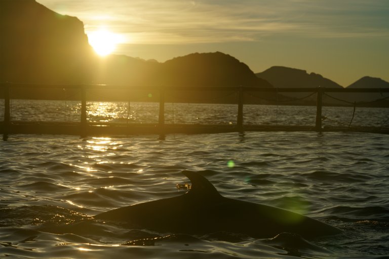 Photo 3 NMMF Minke Whale Satellite Tag for Tracking.JPG