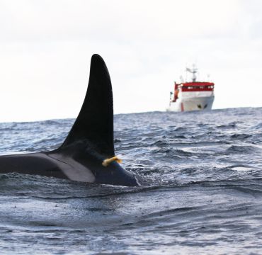 vi ser finnen på en spekkhogger som stikker opp av havet. på finnen sitter en liten satelittsender