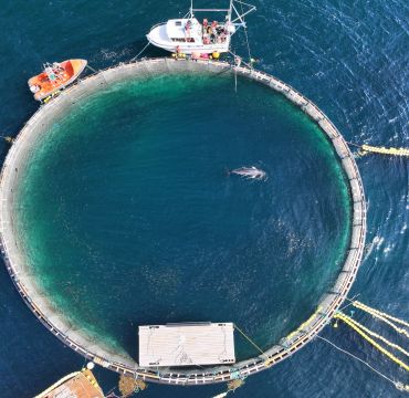 Dronefoto av laksemerden som ble brukt i forskningsprosjektet som skulle måle hvilke lyder vågehvaler oppfatter. Inne i merden ser vi en vågehval og en diger sildestim.