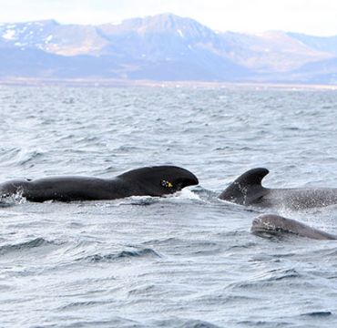 Hval i havet med sensor ved ryggfinnen