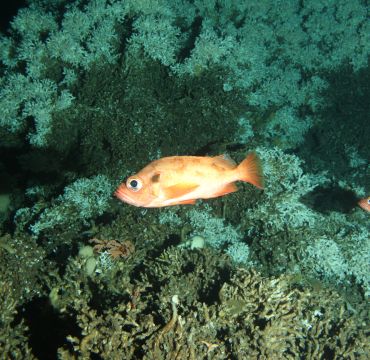 Nodene gir også bilder fra de spesielle korallrevene utenfor Lofoten og Vesterålen.